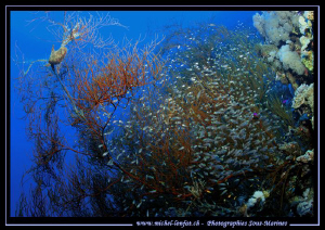 Red Sea atmosphere... :O)... by Michel Lonfat 